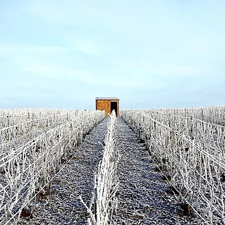 Nocleg ze śniadaniem Les Cepages Le Mesnil-sur-Oger